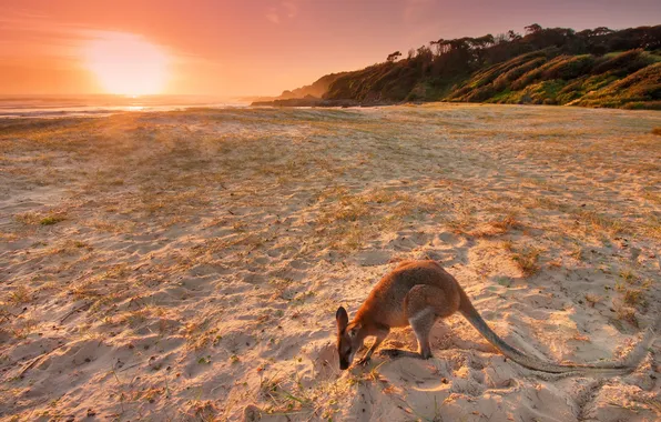 Beach, sunset, kangaroo