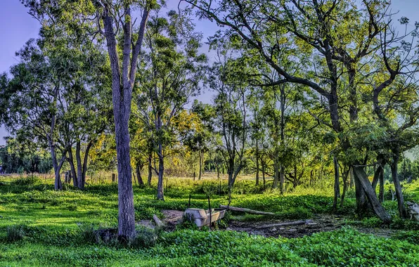 Picture autumn, grass, trees, the fence, HDR, early, areas