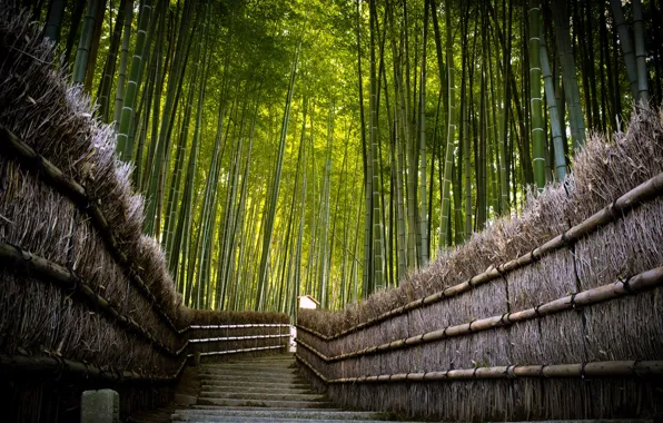 Picture road, the fence, bamboo