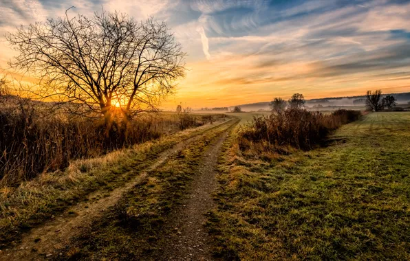 Picture road, the sky, grass, fog, photo, the bushes