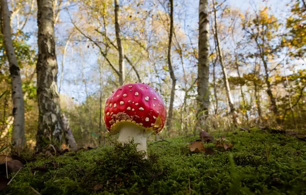 Autumn, nature, mushroom