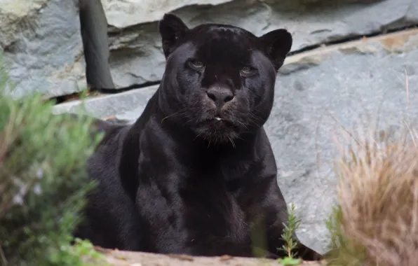 Look, black, Jaguar
