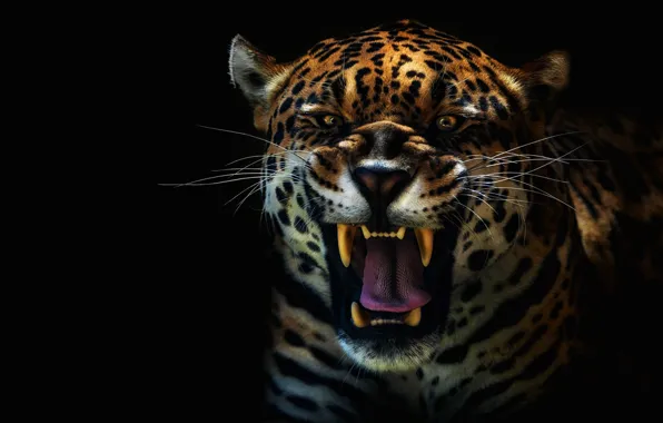 Language, look, face, portrait, mouth, fangs, grin, Jaguar