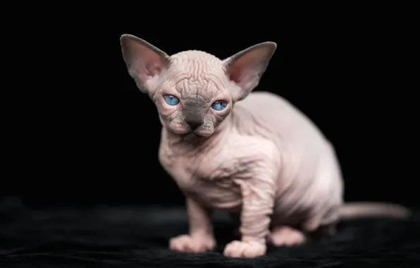 Cat, look, kitty, black background, face, Sphinx