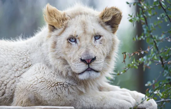 Cat, face, blue eyes, lion, white lion, ©Tambako The Jaguar