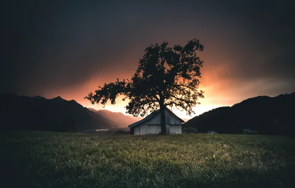 Picture trees, night, home