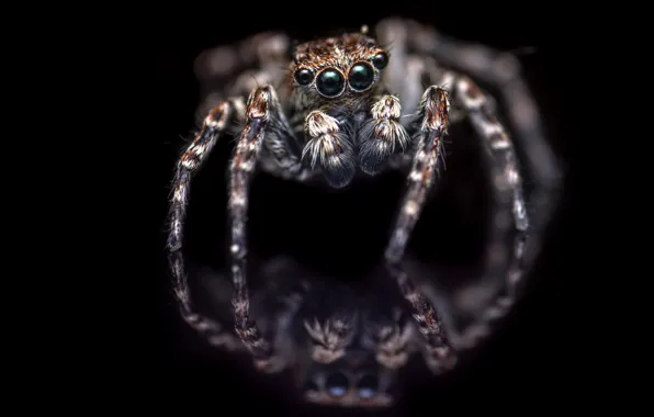 Picture nature, background, spider