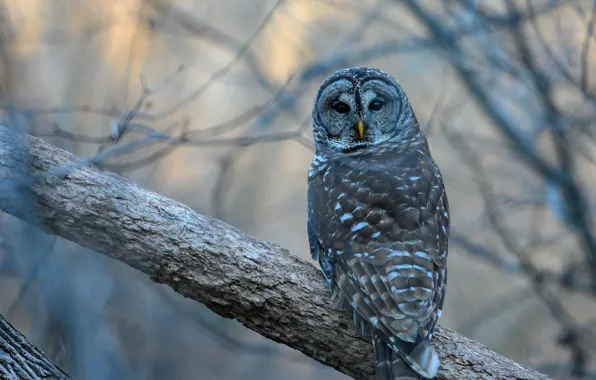 Picture branches, owl, bird, a barred owl