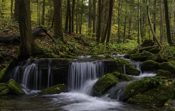 Picture autumn, forest, nature, river, stream, waterfall