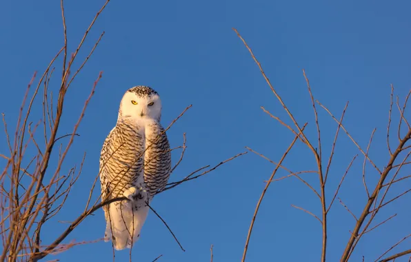 Picture the sky, branches, owl, bird, snowy owl
