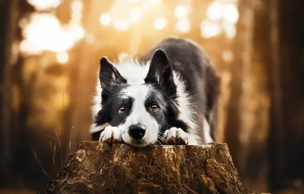 Forest, look, light, nature, pose, stump, portrait, dog