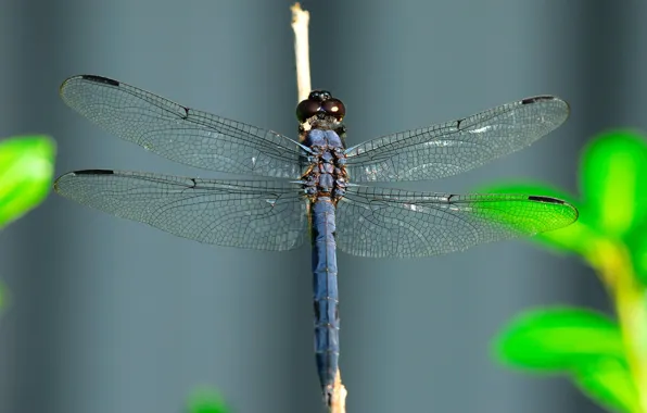Wings, Dragonfly