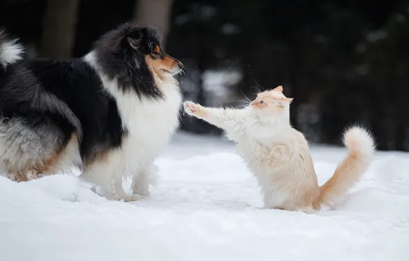 Winter, cat, snow, paw, dog, Svetlana Pisareva, Makhach