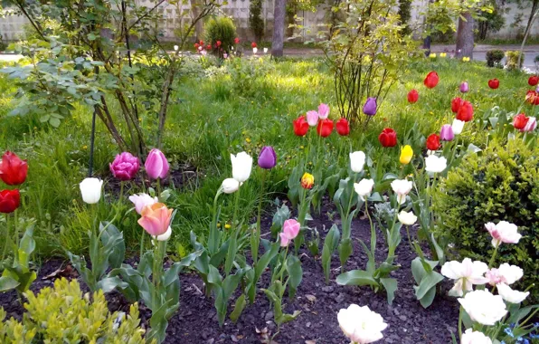 Flowers, Tulips, Nature, Tulips