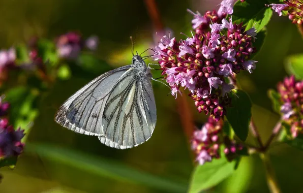 Macro, wings, Butterfly, beautiful, flowering, closeup