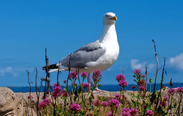 Picture sea, the sky, stone, Seagull, clover