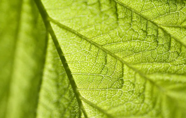 Greens, leaves, macro