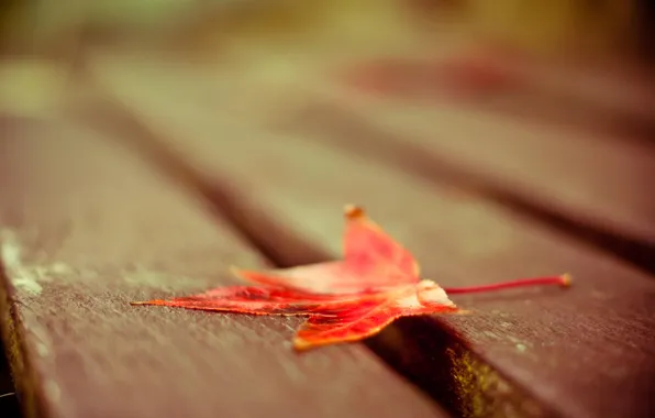 Autumn, macro, sheet, Board