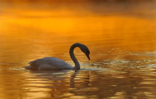 Picture winter, nature, lake, Swan, rasvet