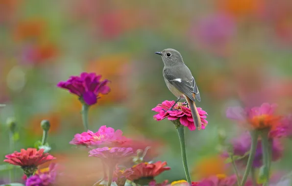 Picture flowers, nature, bird