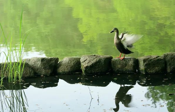 Picture nature, pond, bird, duck