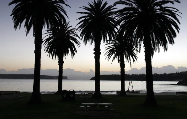 Picture sea, water, trees, Palma, palm trees, tree, the ocean, twilight