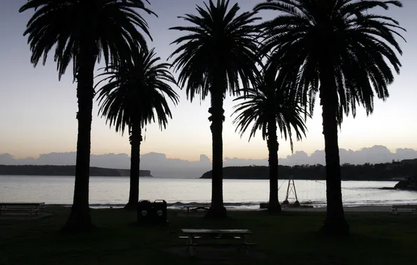 Sea, water, trees, Palma, palm trees, tree, the ocean, twilight