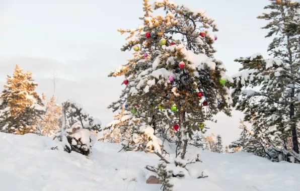 Picture winter, snow, toy, tree