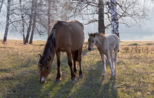 Field, look, trees, branches, nature, fog, glade, horses