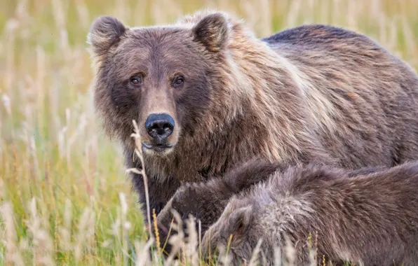 Picture grass, look, bears, bears, bear