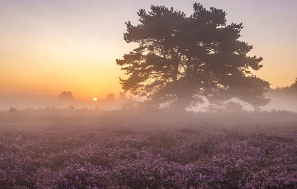 Field, the sky, the sun, trees, landscape, flowers, nature, fog