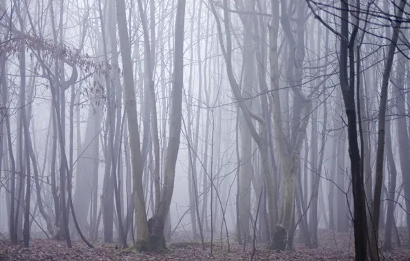 Forest, trees, nature, fog, England, England, Stanmer Park, Stanmer Park