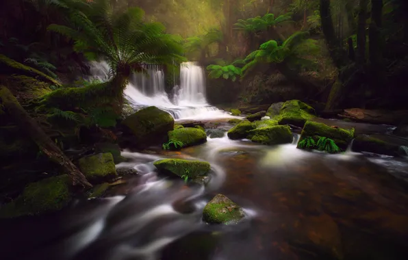 Forest, nature, river, stones, stream, jungle, Tasmania