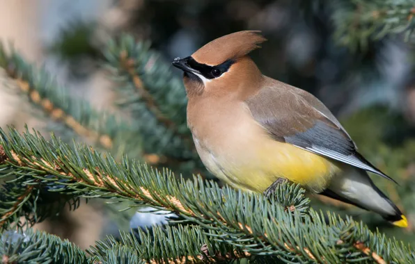Branches, nature, background, bird, spruce, needles, bright plumage, crest