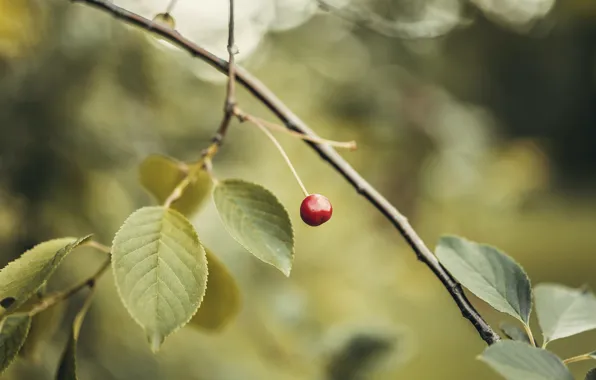 Picture leaves, Red, cherry