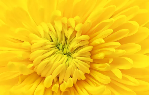 Flower, yellow, chrysanthemum