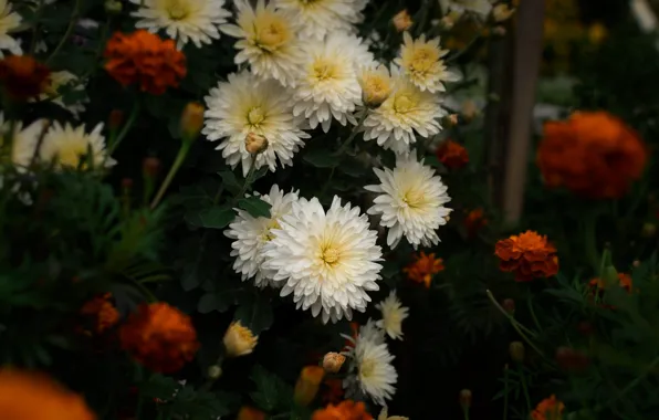 Flowers, the dark background, Bush, garden, white, orange, flowerbed, chrysanthemum