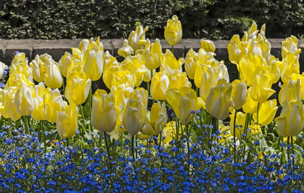 Light, flowers, yellow, blue, tulips, flowerbed, forget-me-nots