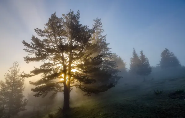 Picture trees, fog, morning