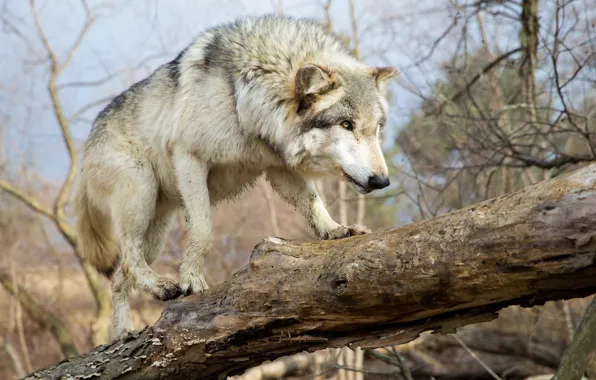 Picture face, wolf, predator, paws, fur, walk, log