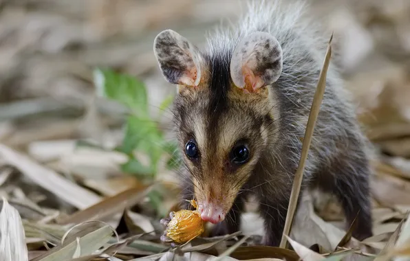 Picture food, possum, white ears
