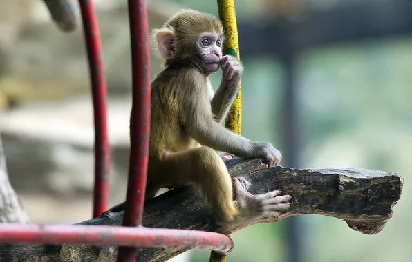 Branches, animal, monkey, monkeys