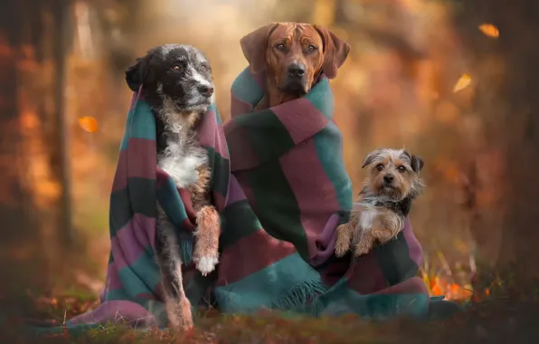 Autumn, dogs, trio, friends