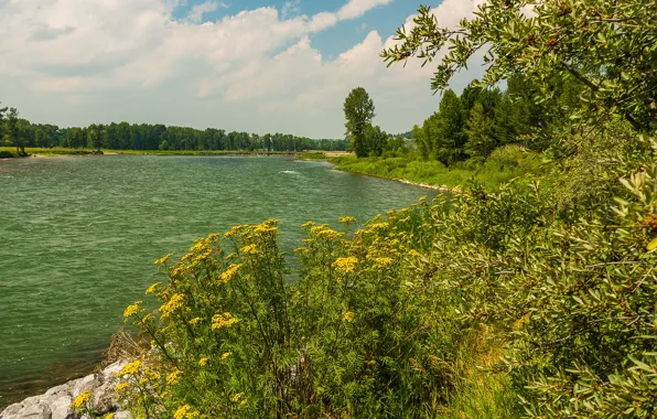 Greens, forest, summer, clouds, trees, river, shore, Canada