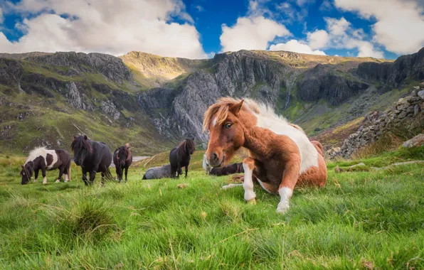 Field, grass, look, face, mountains, horse, stay, horse