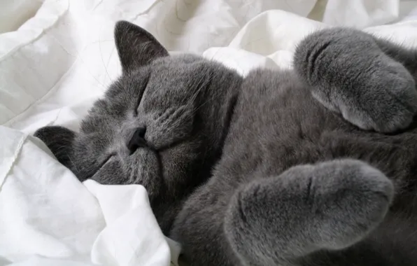 Grey, Cat, friendly, sleeping baby, bobblehead else