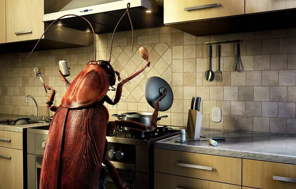 Picture FOOD, COCKROACH, FOOD, INSECT, KITCHEN, MUSTACHE, PARASITE, STOVE