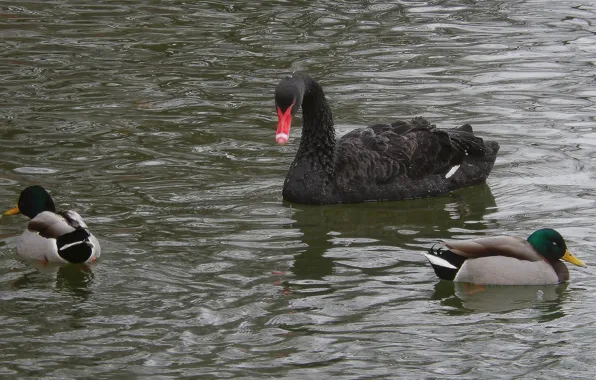 Picture lake, pond, background, animal, widescreen, Wallpaper, duck, wallpaper