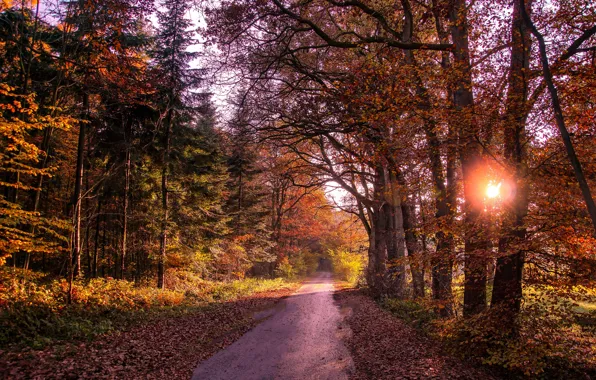 Road, autumn, forest, leaves, the sun, trees