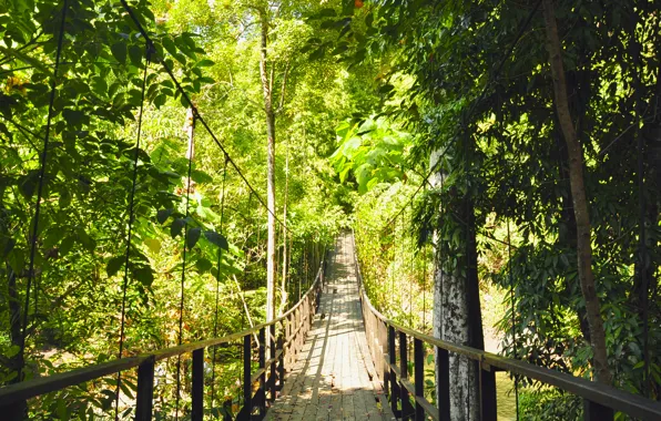 Forest, trees, bridge, green, suspension bridge
